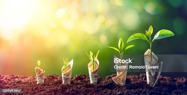 Dollar Seedling Growth Concept Plants On Bills In Increase Stock Photo - Download Image Now