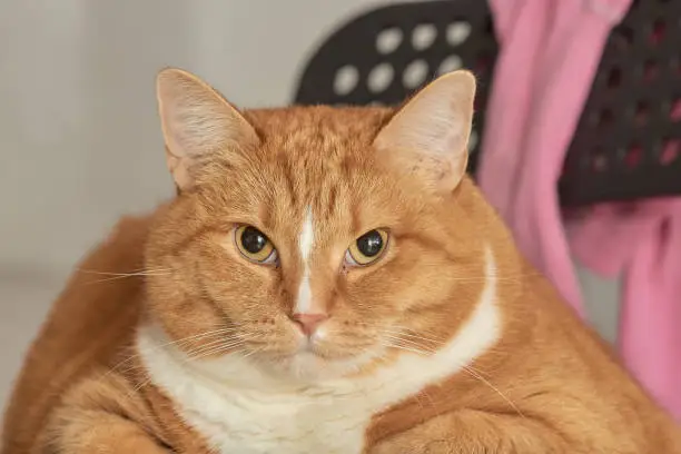portrait of a red-and-white cat, obese.