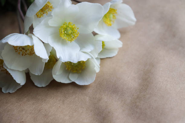 spring bouquet of white daffodils on craft background