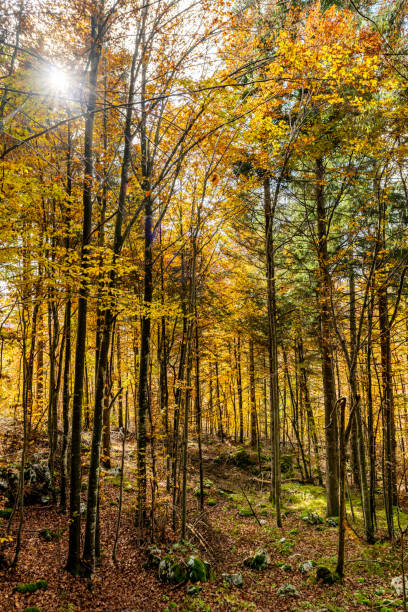 istock Wonderful autumnal colors in the forest 1297493791