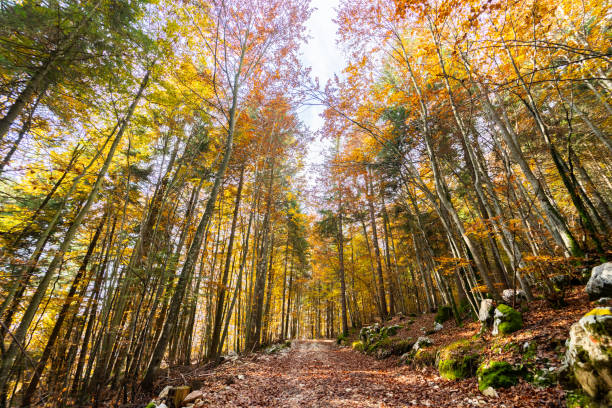 istock Wonderful autumnal colors in the forest 1297494677