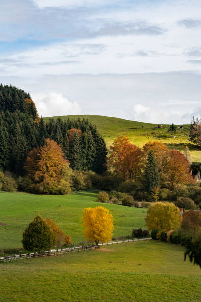 istock Wonderful autumnal colors in the forest 1297494715