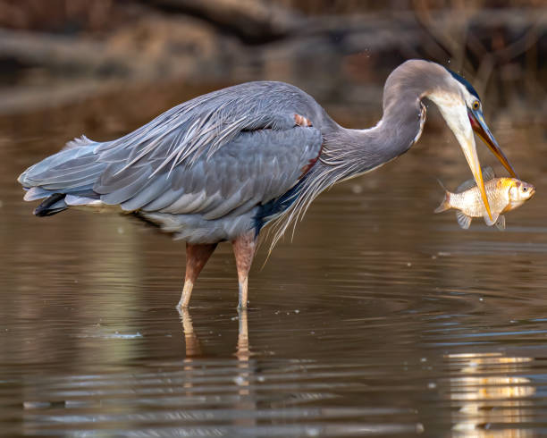 istock Little Blue Heron looking for a meal 1297494912