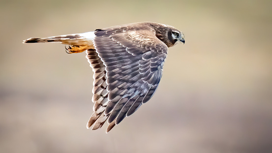Northern Harrier Hawk in flight
