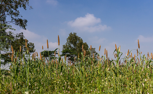 Halagere, Karnataka, India - November 6, 2013: Brown finger millet stalks stick out above the green undergrow against blue cloudscape.