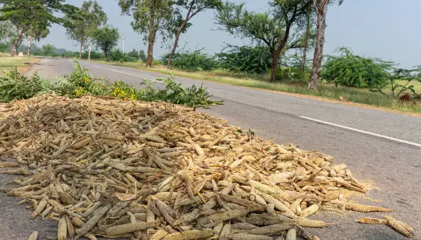 Halagere, Karnataka, India - November 6, 2013: heap of finger millet seedheads exposed on asphalt road to dry and be threshed by cars.