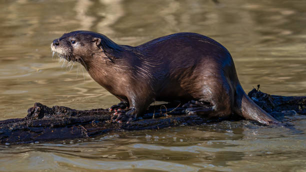 istock North American River Otter playfully looking for and eating a fish meal 1297496009