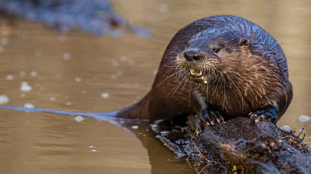 istock North American River Otter playfully looking for and eating a fish meal 1297496010