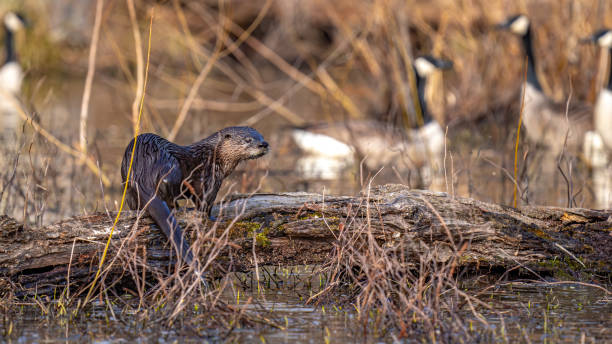 istock North American River Otter playfully looking for and eating a fish meal 1297496035