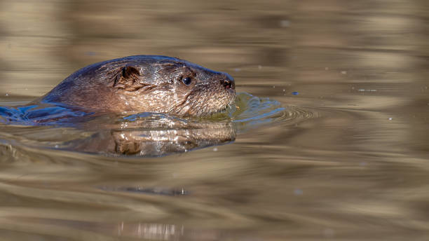istock North American River Otter playfully looking for and eating a fish meal 1297496150