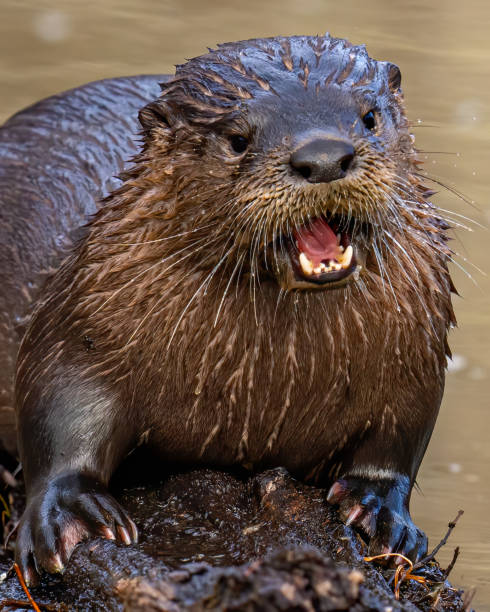 istock North American River Otter playfully looking for and eating a fish meal 1297496238