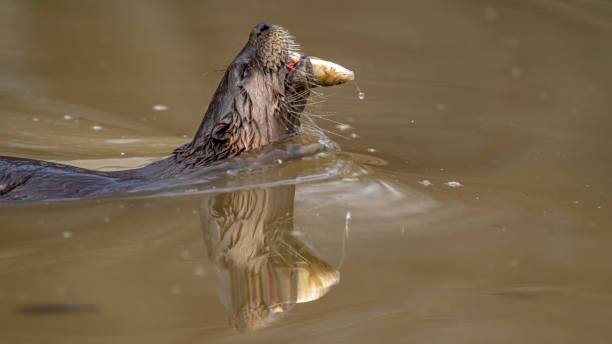 istock North American River Otter playfully looking for and eating a fish meal 1297496252
