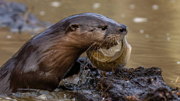istock North American River Otter playfully looking for and eating a fish meal 1297496275