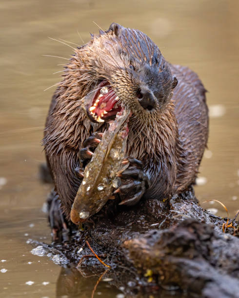 istock North American River Otter playfully looking for and eating a fish meal 1297496277
