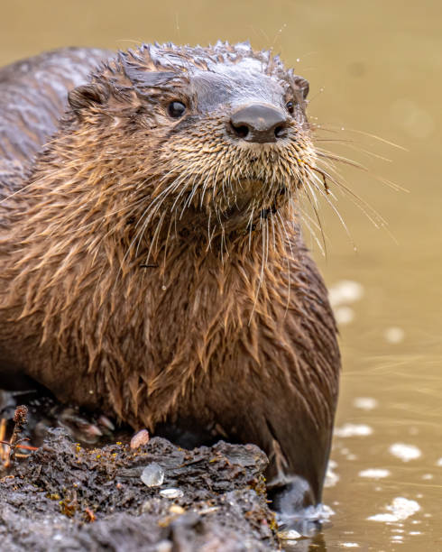 istock North American River Otter playfully looking for and eating a fish meal 1297496278