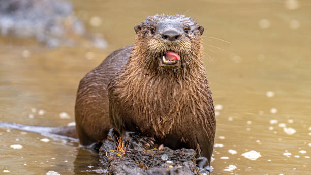 istock North American River Otter playfully looking for and eating a fish meal 1297496280