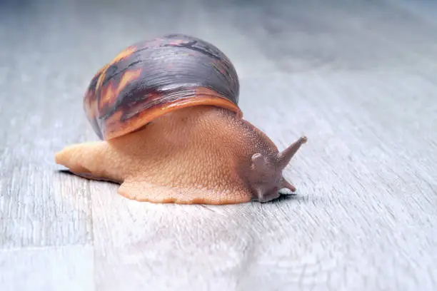 Photo of The giant land snail Achatina fulica is crawling along the quartz floor of the apartment.