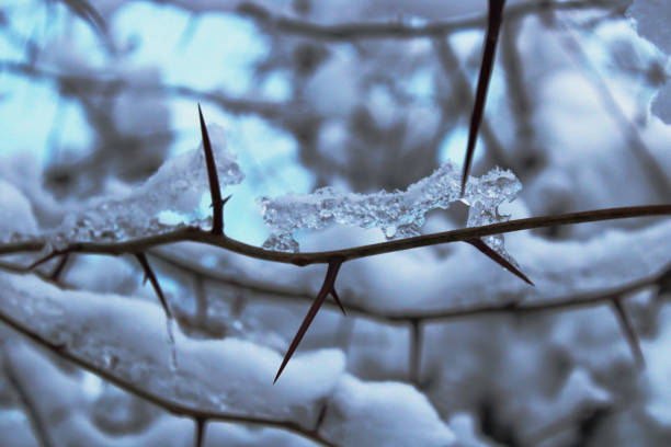 istock Nature in winter under the snow. 1297497133