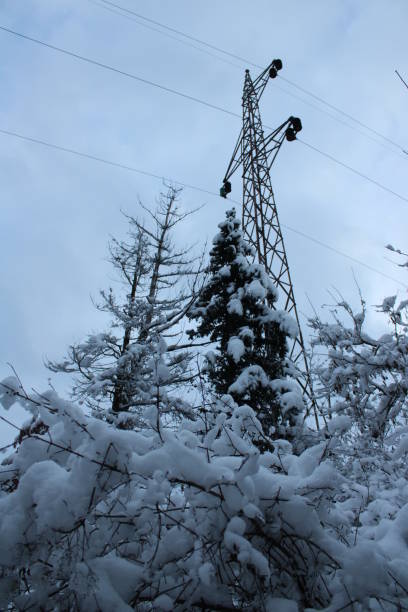 istock Nature in winter under the snow. 1297497241