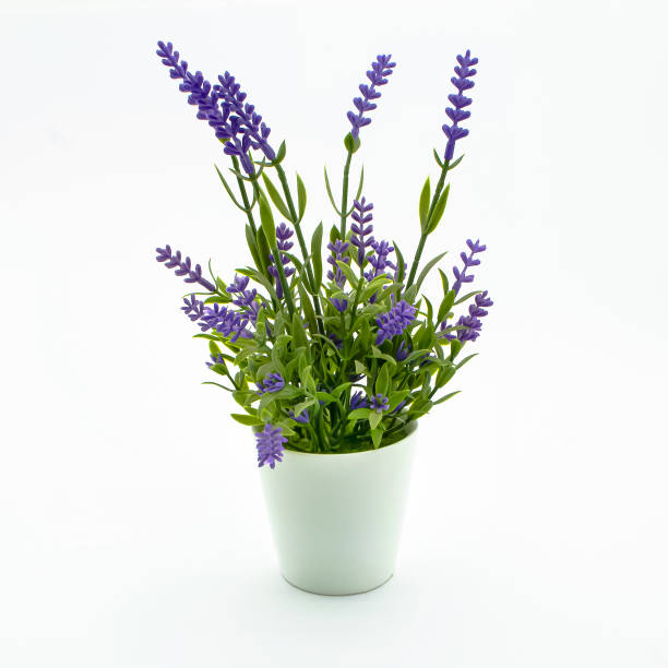 maceta con flor de lavanda decorativa sobre fondo blanco - lavanda planta fotografías e imágenes de stock