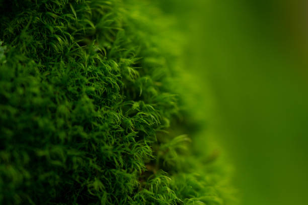 istock bright green wall of succulent moss, winter day 1297497382