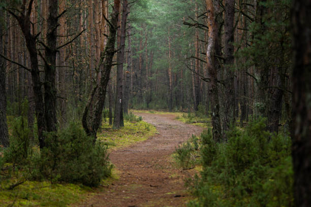 istock fabulous road in a pine forest, winter day 1297497405