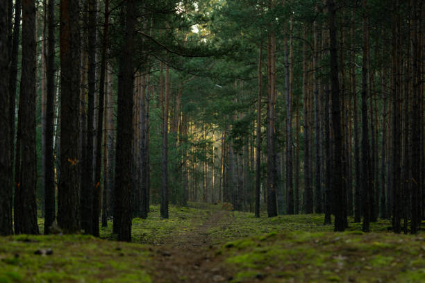 istock fabulous road in a pine forest, winter day 1297497435