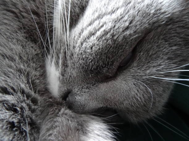 istock A beautiful cat with beautiful eyes 1297499019