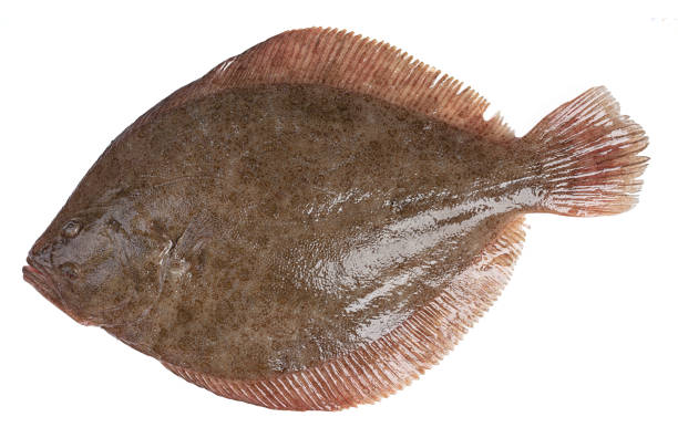 Fresh flatfish, turbot Fresh flatfish, turbot on white background turbot stock pictures, royalty-free photos & images
