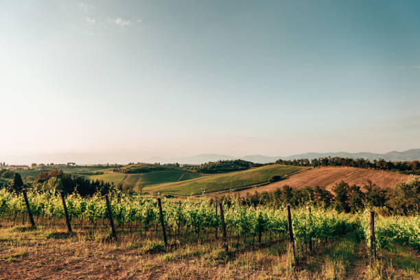 istock chianti region vineyard in italy 1297499161