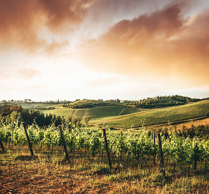 chianti region vineyard in italy