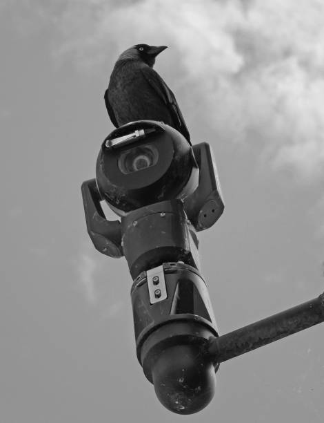 istock black crow perched on top of an outdoor security camera against a cloudy sky 1297499476