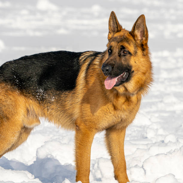 istock German Shepherd Dog running and playing in the snow 1297501412