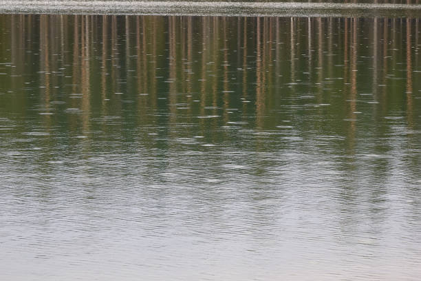 istock rain on the lake in the woods 1297502718