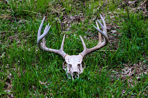 4 point buck skull in the grass