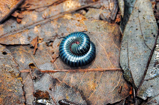 Blue Millipede on the rainforest floor in the Bunya Mountains of Queensland