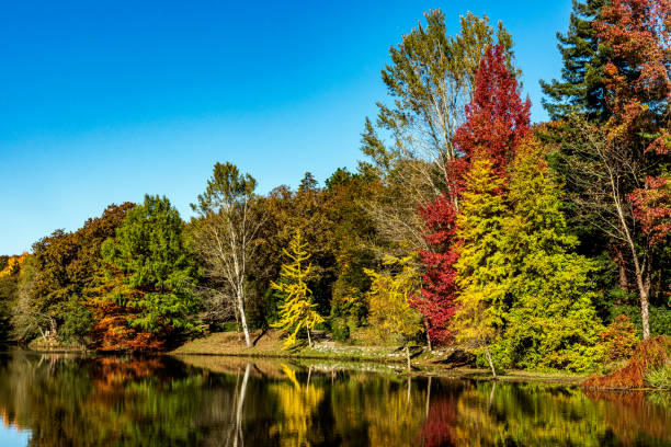 istock Multi colored trees at a lake shore in Autumn season 1297506349
