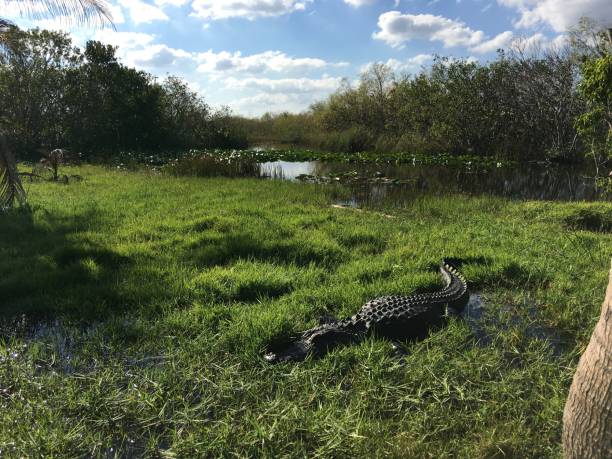 american crocodile, park narodowy everglades, floryda, stany zjednoczone - american alligator zdjęcia i obrazy z banku zdjęć