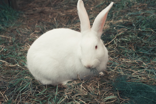 A White Flemish Giant Rabbit Baby in an outdoor cage eating fennel.