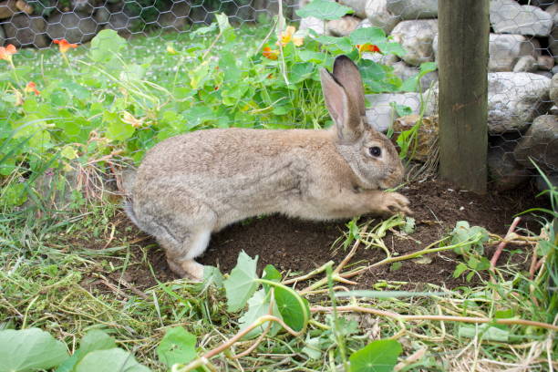 istock Brown Flemish Giant Rabbit 1297509709