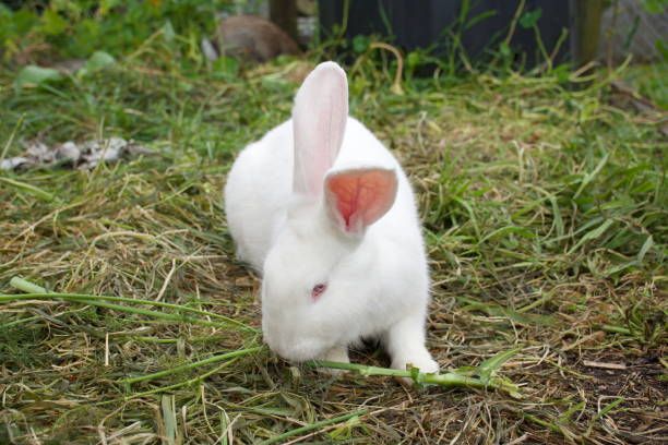 istock White Flemish Giant Rabbit 1297509793