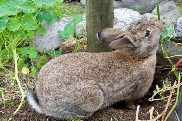 istock Brown Flemish Giant Rabbit 1297510394