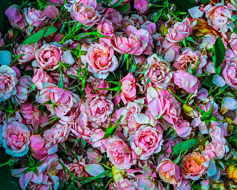 A pile of pink roses just cut from a rose bush