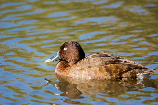 A male northern pintail right after washing, with drops of water on its head in Burnaby Lake, Burnaby, BC, Canada.