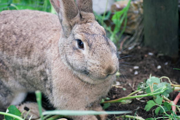 istock Brown Flemish Giant Rabbit 1297512014