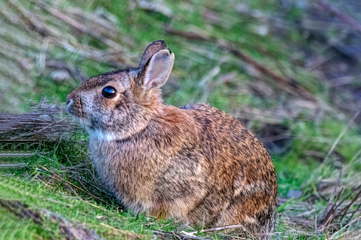 wild rabbit in a park with grass