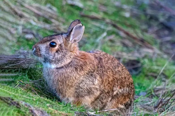 Photo of wild rabbit in a park with grass