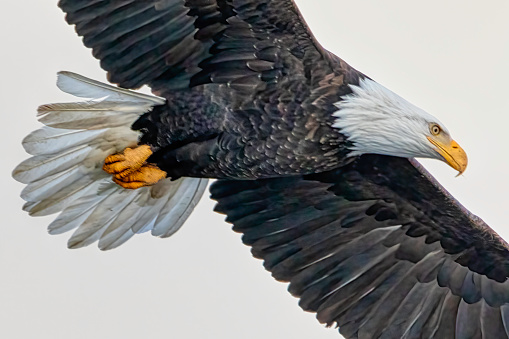 Bald eagle in flight, Burnaby, BC, Canada