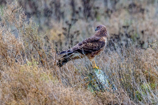 istock Northern Harrier standing on a pole, Delta, BC, Canada 1297513371