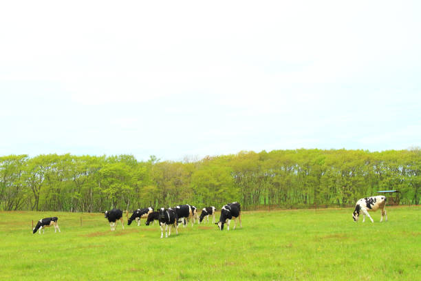 Holstein cows grazing on the farm